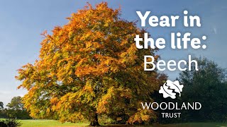 A Year in the Life of a Beech Tree  Woodland Trust [upl. by Pappano]