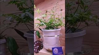 bottom watering plants 2 hours in 12 seconds timelapse indoorplants bottomwatering plants [upl. by Goat]