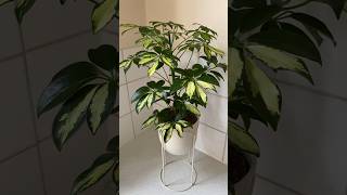 schefflera arboricola umbrellaplant indoorplants houseplants plantlover plantdecor plants [upl. by Nassah195]