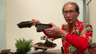 Creating Bonsai from Starter Conifers Hinoki Cypress Blawws Juniper amp Cryptomeria [upl. by Keg52]