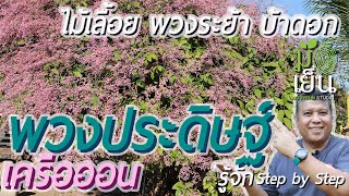 พวงประดิษฐ์ ไม้เลื้อย พวงระย้า บ้าดอก สีชมพูสดใสสะพรั่งเต็มกอ Congea tomentosa [upl. by Hodgson907]