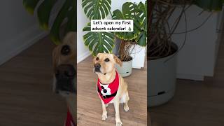 🎄Day 1 of my advent calendar I’m already plotting how to get them all 😜 dogsofyoutubeshorts [upl. by Porte]