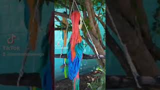 Guacamayos tutorial disponible en mi canal jardin guacamayo ideasdecemento manualidades [upl. by Seniag816]