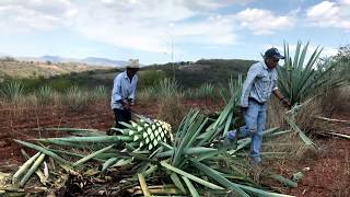 Harvesting Agave Espadin for Mezcal Production in Oaxaca Mexico [upl. by Lindbom]