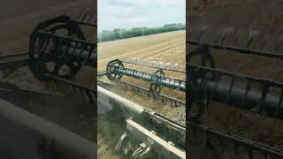 Case IH 8250 2024 harvest [upl. by Enyal]