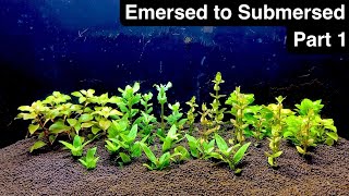 Transitioning Emersed Aquarium Plants to Submerged  Part 1 [upl. by Enel33]