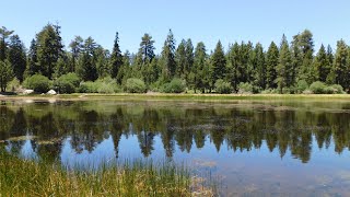 Champion lodgepole pine and Bluff lake  San Bernardino national forest [upl. by Lac827]