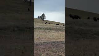 Up Close with the Giants Custer State Park Buffalo Safari 🦬🌾 [upl. by Derayne]