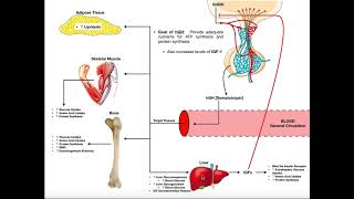 Sermorelin Injection Therapy Overview Before Learning How to Inject Sermorelin Acetate  HGHTV [upl. by Leakcim]