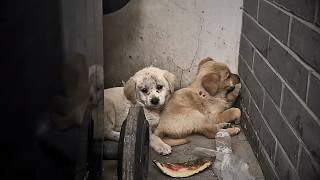 The two puppies abandoned by the trash can trembled and huddled for comfort to overcome their fear [upl. by Akinak]