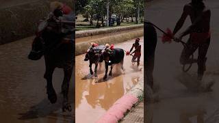 Kambala Start today mangalore race top motivation [upl. by Alrak10]