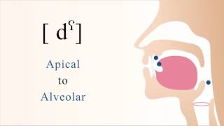 dˤ  voiced unaspirated pharyngealized apical alveolar stop [upl. by Enileuqaj]