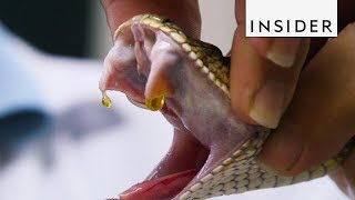 How Venom is Extracted from Snakes [upl. by Woothen67]