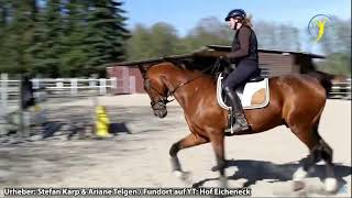 Vertikaler Aufrichtungskrampf bei Oliveira Stables amp Ariane Telgen Gruselbilder Google Pferdestory [upl. by Cormier]