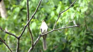 Striped Cuckoo calling in Panama [upl. by Ries]