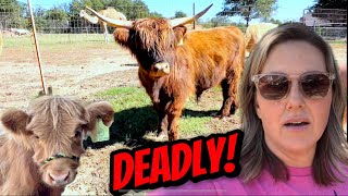 Working Highland Cattle  Halter Training Calves and Sheep  Cute but Deadly [upl. by Ivie39]