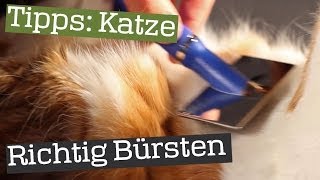 Katze richtig bürsten  Fellpflege Anleitung [upl. by Oilerua267]