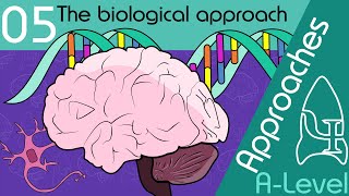 The biological approach  Approaches ALevel Psychology [upl. by Conall]