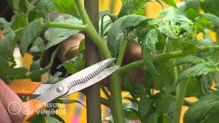 Comment entretenir et tailler vos tomates [upl. by Alletnahs]