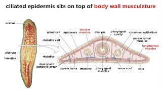 Phylum Platyhelminthes Part 1 General Characteristics [upl. by Jeannie287]