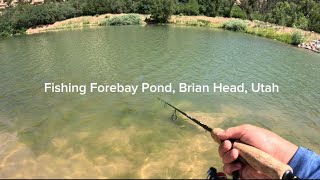 AGGRESSIVE TROUT  Fishing The Forebay Pond Brian Head Utah [upl. by Atenek]