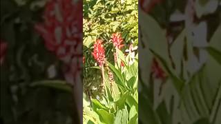 Best I Could Do  Hummingbird Sips Nectar of Cannna Lily 🌹🌹 shorts nature wildlife birds garden [upl. by Gorrono318]