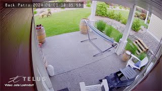 Bear carries fawn through backyards in Vernon [upl. by Rebane]