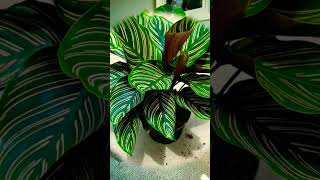 Top 10 indoor plants for home  plants for home decor [upl. by Misty]