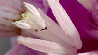 Orchid Mantis Catching Prey [upl. by Kcirddet]