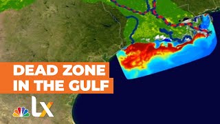 Shrinking the Gulf of Mexicos Massive Dead Zone  NBCLX [upl. by Hecker527]