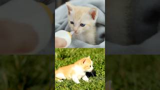 Kitten Ko Is Tarikhe Se Milk Dete Haikitten cat kittenlove pets shortsvideo youtubeshorts [upl. by Enriqueta]