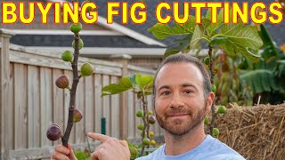 Where To Buy FIG CUTTINGS And FIG TREES Where I Buy FIGS [upl. by Yelekreb149]