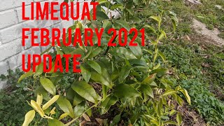 Limequat Tree 🌲 Update 🥶February 2021❄️ Zone 8 [upl. by Delila]