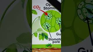 Functions of stomata stomata leaves photosynthesis [upl. by Ahsitel817]