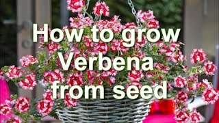 How to Grow Verbena from Seed Verbena plants for growing in pots  Alexas Garden [upl. by Roxane]