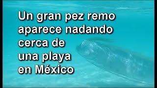 Un gran pez remo aparece nadando cerca de una playa en México [upl. by Craw]