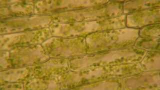 Cytoplasmic Streaming in Elodea [upl. by Melody]