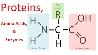 Proteins amp Enzymes regular biology [upl. by Dekeles906]