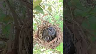 Baby Peacock in Nest video​ birds birdnest nature nest owl birdslover barnowl nestcam [upl. by Kimball199]