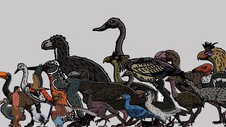 Size Comparison Prehistoric Extinct Birds [upl. by Pauwles]