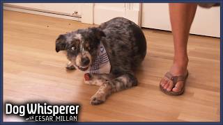 Aussie Shepherd Goes into a Jealous Frenzy l Dog Whisperer With Cesar Millan [upl. by Gottuard]