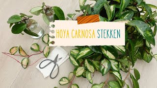 Hoya carnosa tricolor stekken [upl. by Ide]