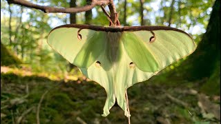 Luna Moth [upl. by Liartnod938]