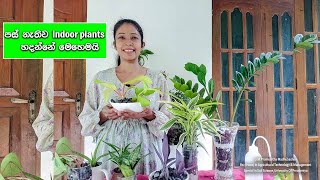 Easy to grow house plants for beginners 2023  පස් නැතිව indoor plants හදන්නේ මෙහෙමයි indoor plants [upl. by Yelwah]