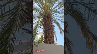 Dates blooming flower here in Dubai shorts dubaiofw dubailife exploredubai [upl. by Korry]