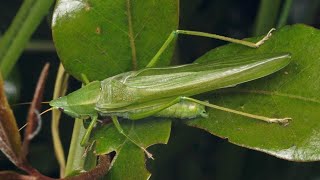 male calling song of Ruspolia consobrina [upl. by Ellinet637]