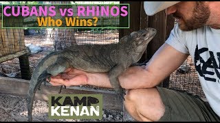 Do Rhino or Cuban Rock Iguanas make better pets [upl. by Suirauqed8]