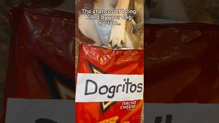 I’ll never take treats from my dog again 🤣 dogdad dog dogparent dogs dogfunny dogcomedy [upl. by Lodhia]