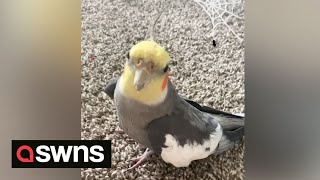 Cockatiel sings classic tunes including disco favourite September by Earth Wind amp Fire  SWNS [upl. by Peatroy]