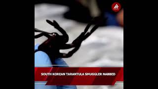 SOUTH KOREAN TARANTULA SMUGGLER NABBED [upl. by Notwen]